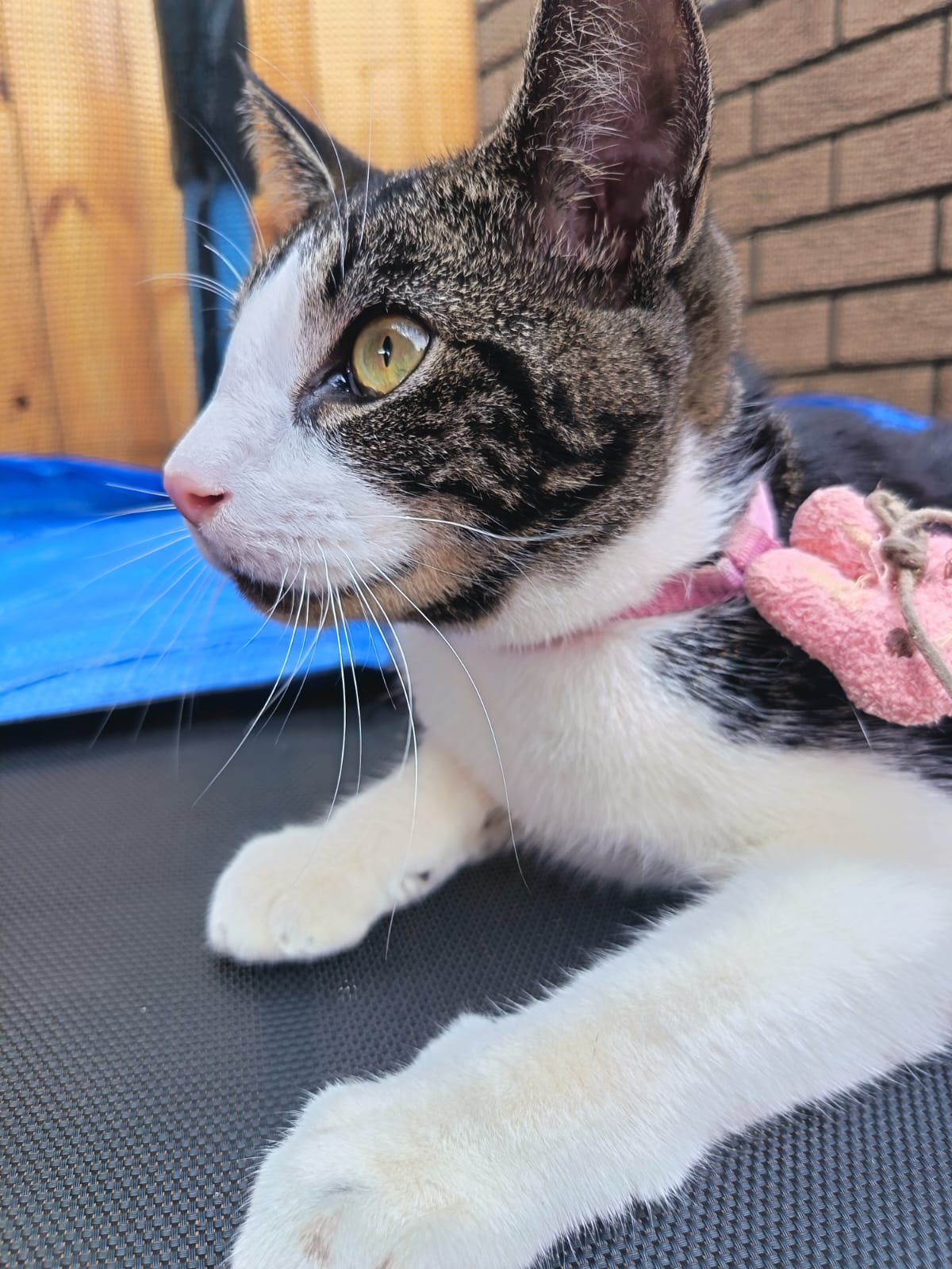 9 Lives Café photo 37
